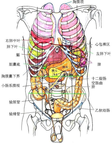 女胃位置|人体内脏位置分布示意图